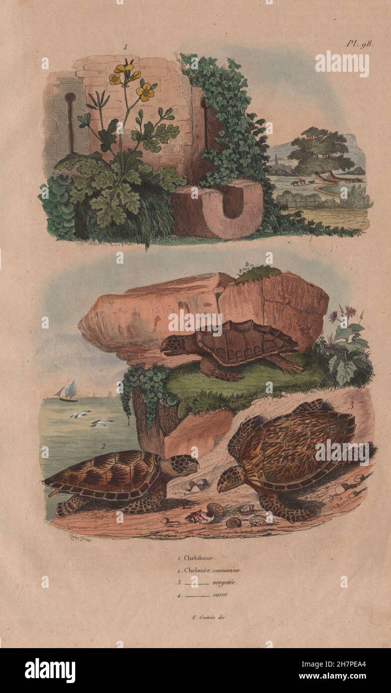 Loggerhead, Green & Hawksbill sea turtles. Chelonia Caretta. Tetterwort, 1833 Stock Photo