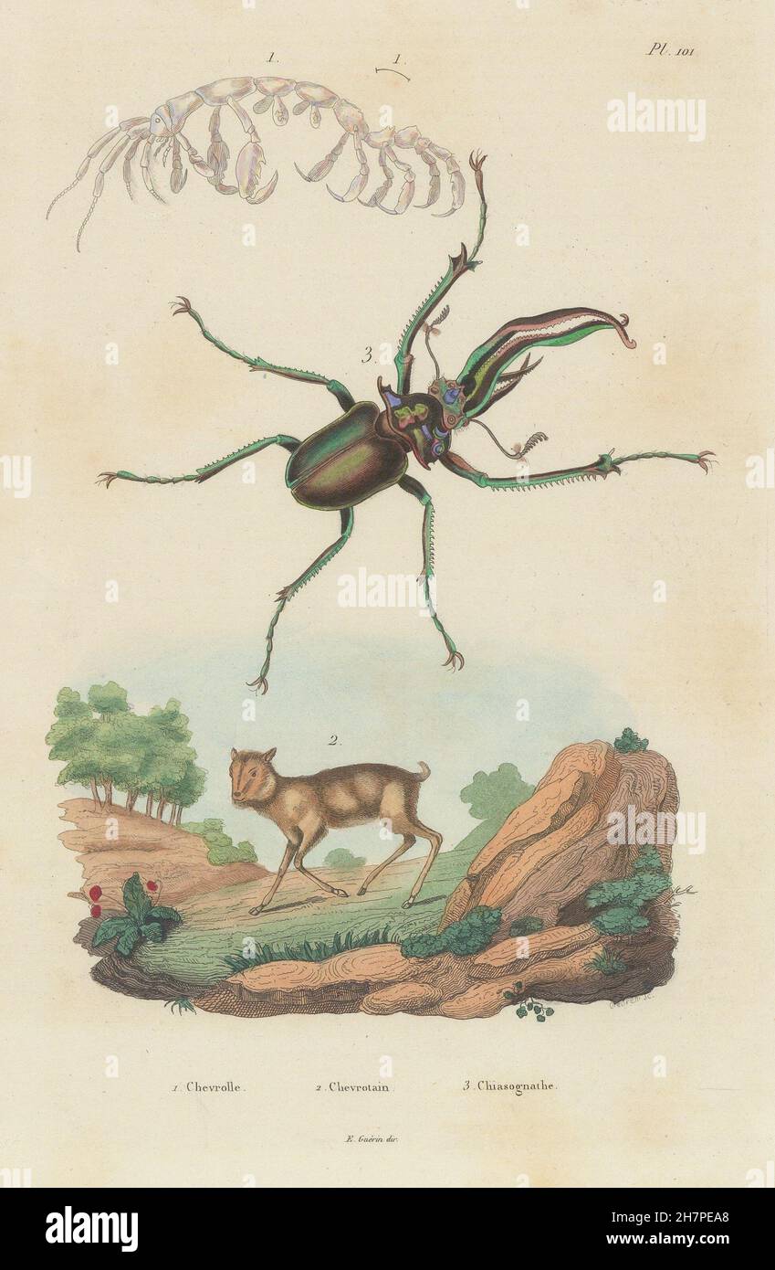 Capralla phasma (skeleton shrimp). Mouse Deer. Chiasognathus (stag beetle), 1833 Stock Photo
