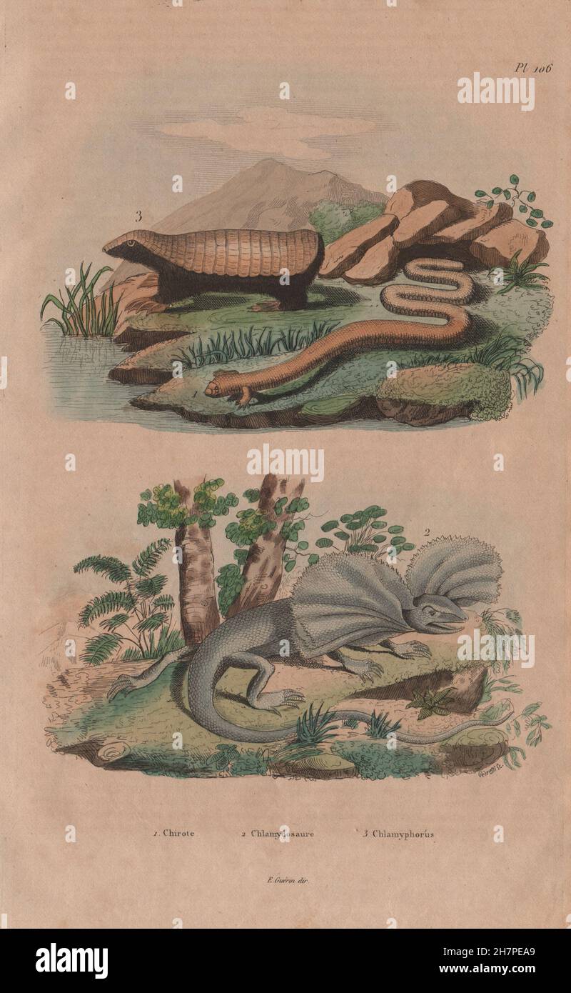 Bipes (ajolotes). Frill Necked Lizard. Chlamyphorus (Pink Fairy Armadillo), 1833 Stock Photo