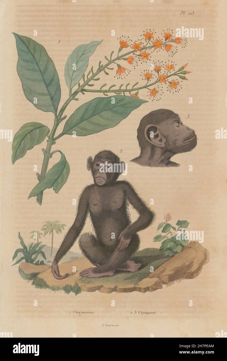 Chigommier (Combretum Glutinosum). Chimpansé (Chimpanzee), antique print 1833 Stock Photo
