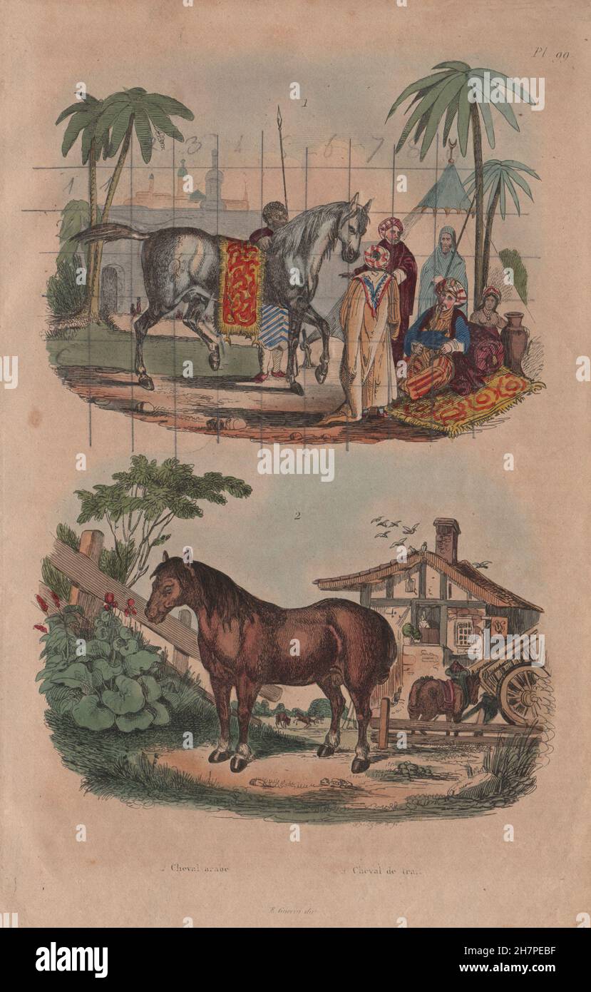 HORSES: Cheval Arabe (Arabian Horse). Cheval Trait (cart horse), print 1833 Stock Photo