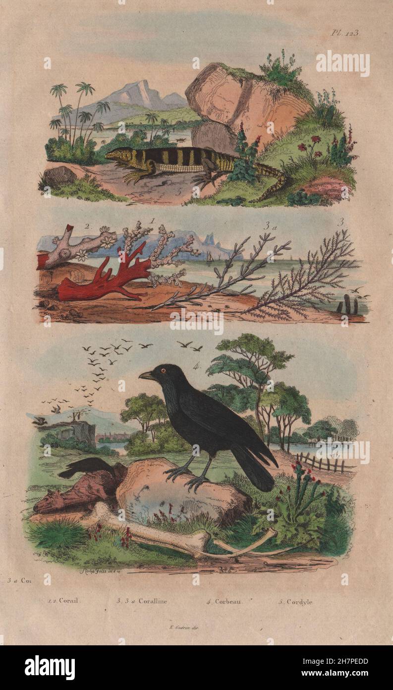 Coral. Coralline algae. Corbeau (Raven). Cordyle (Armadillo girdled lizard) 1833 Stock Photo