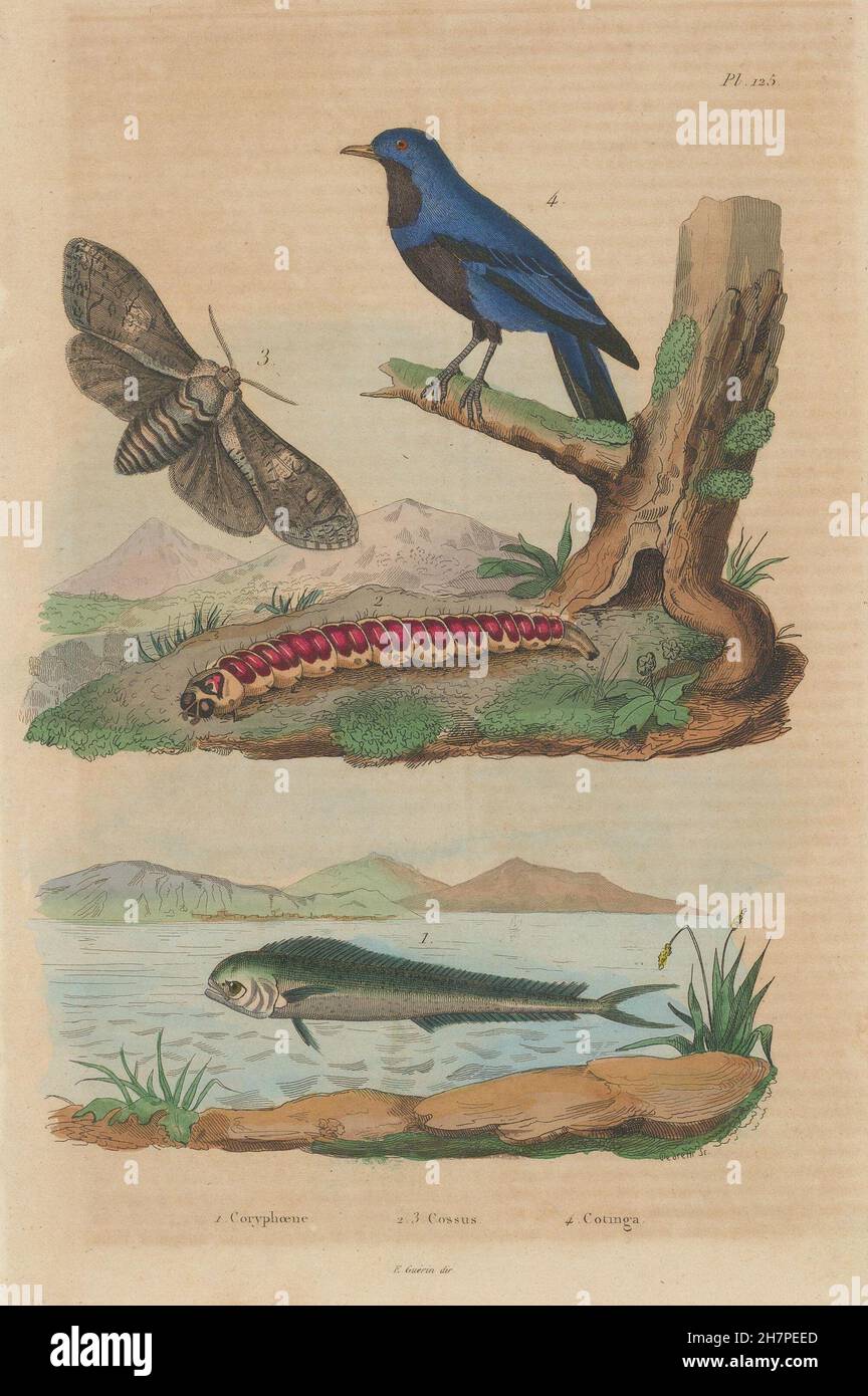 ANIMALS: Coryphaena Dolphinfish). Cossus (Goat moth). Blue Cotinga, print 1833 Stock Photo