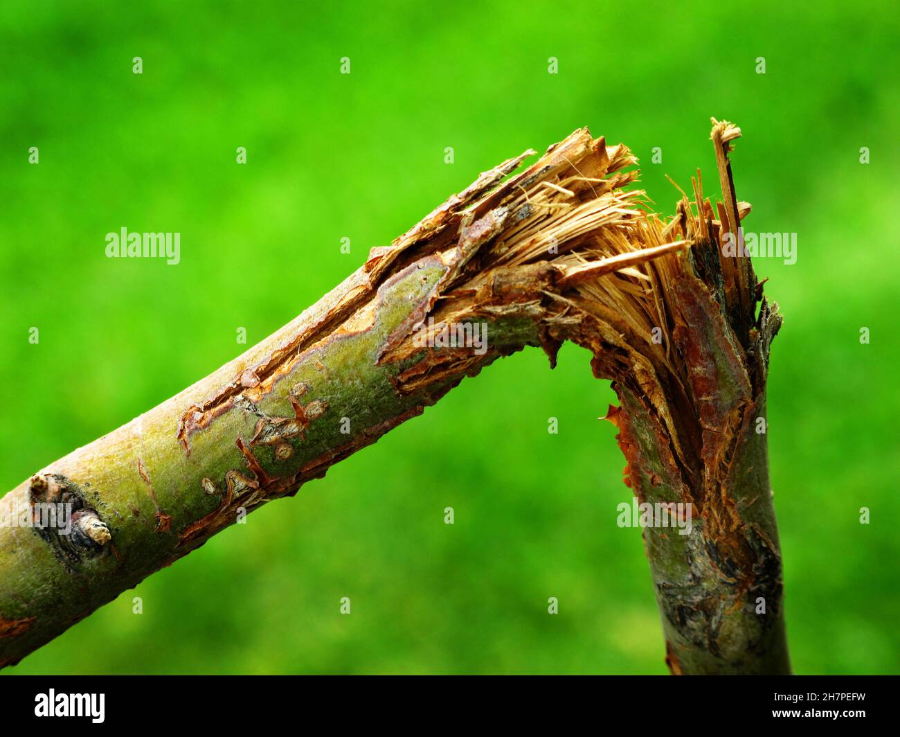 Detail of broken branch on tree limb plant cracked destroyed Stock