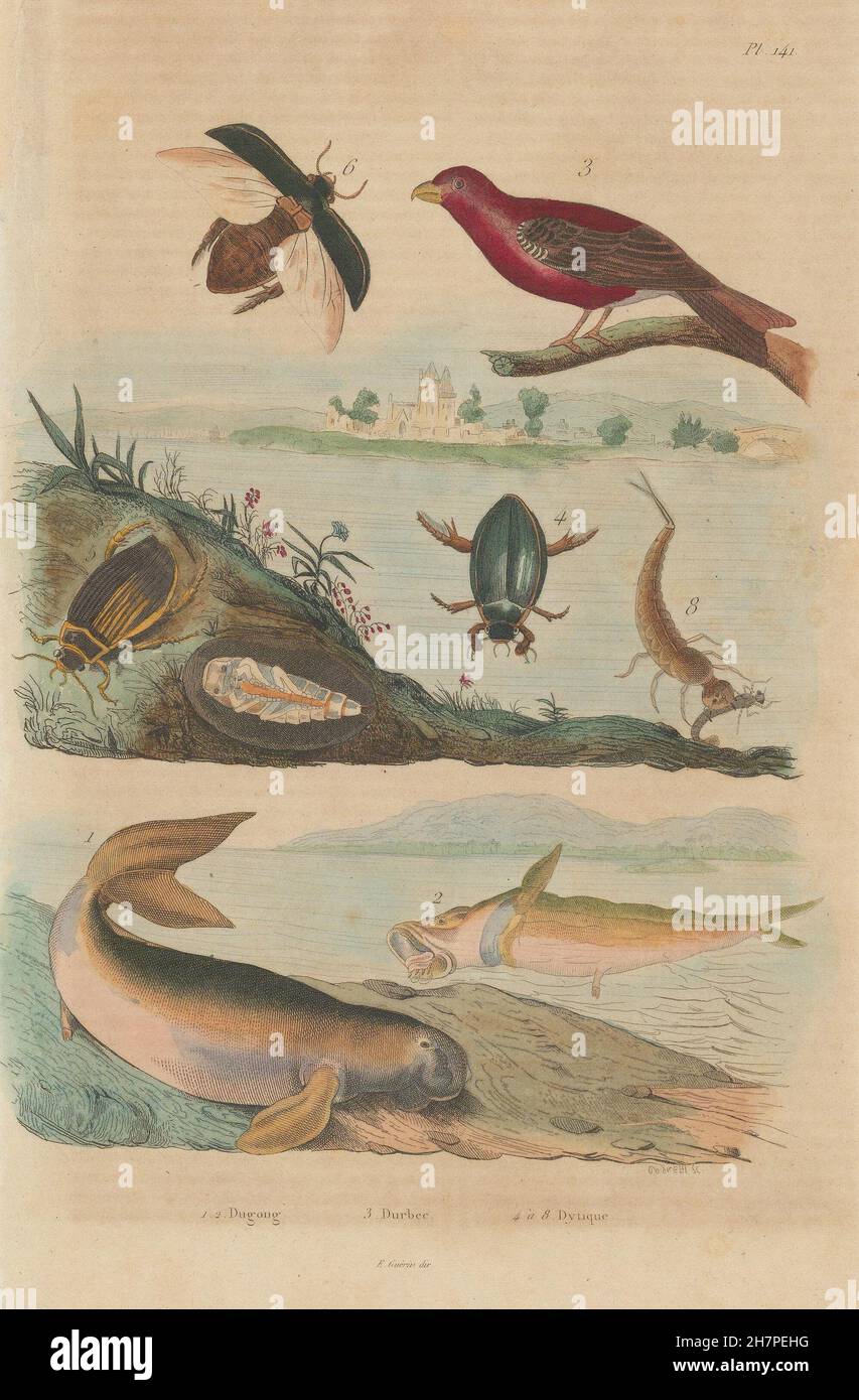 Dugong. Durbec Pine Grosbeak. Dytiscidae (Diving Beetles), old print