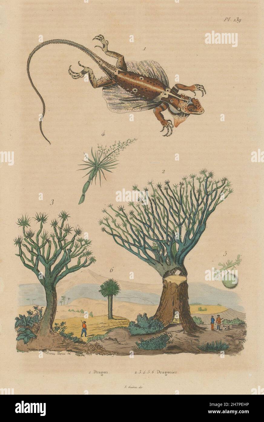 Draco Volcans (Flying Dragon). Dragonier (Dragon Tree/Drago), old print 1833 Stock Photo