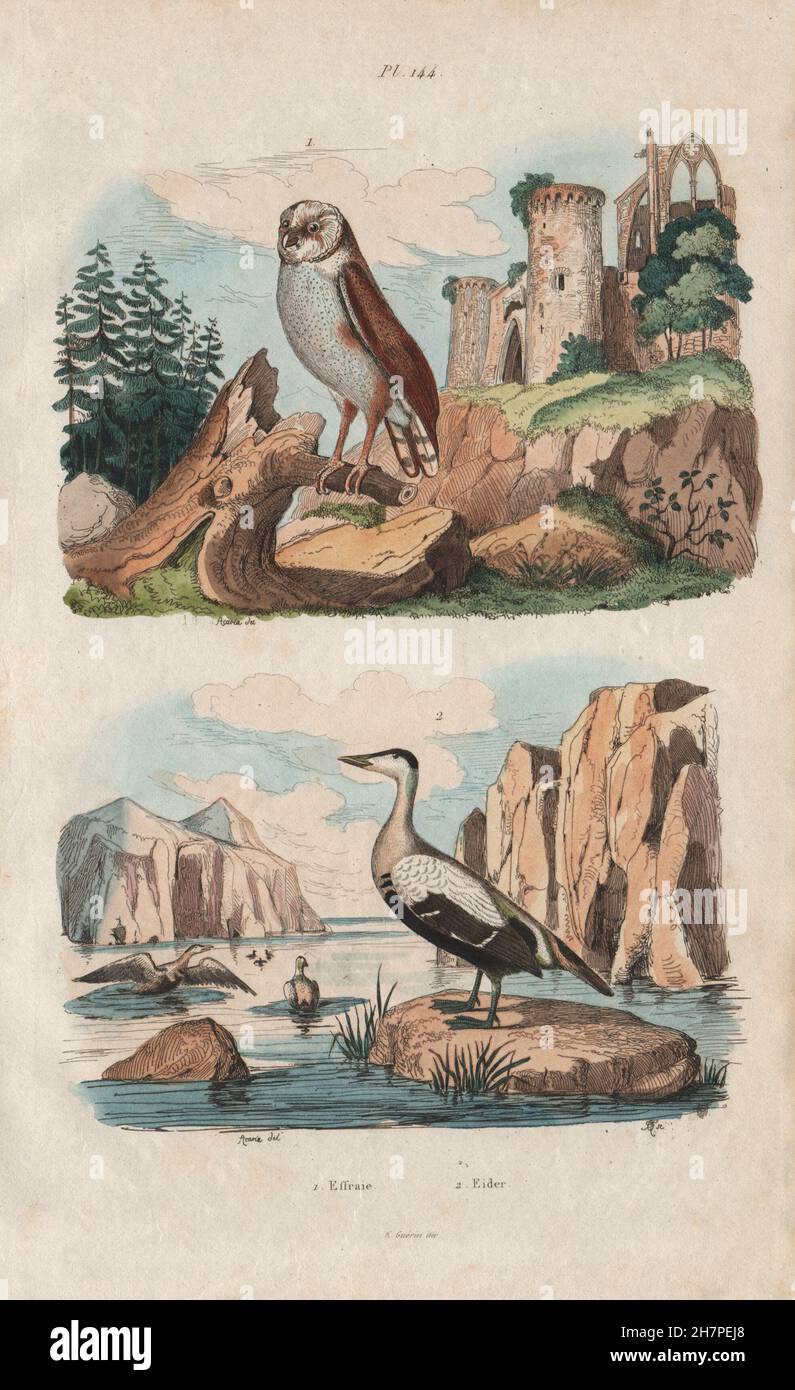 BIRDS: Effraie (Barn Owl). Eider duck, antique print 1833 Stock Photo
