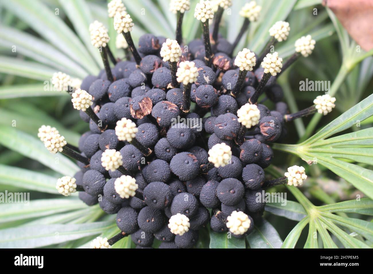 Closeup shot of Osmoxylon plant on a blurred background Stock Photo