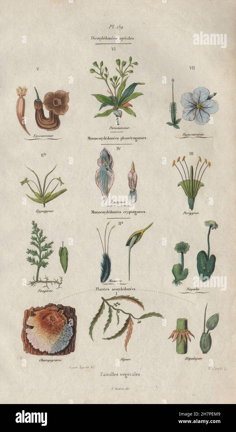 PLANT FAMILIES: Dicotyledons (Dicots). Monocotyledons (Monocots), print 1833 Stock Photo