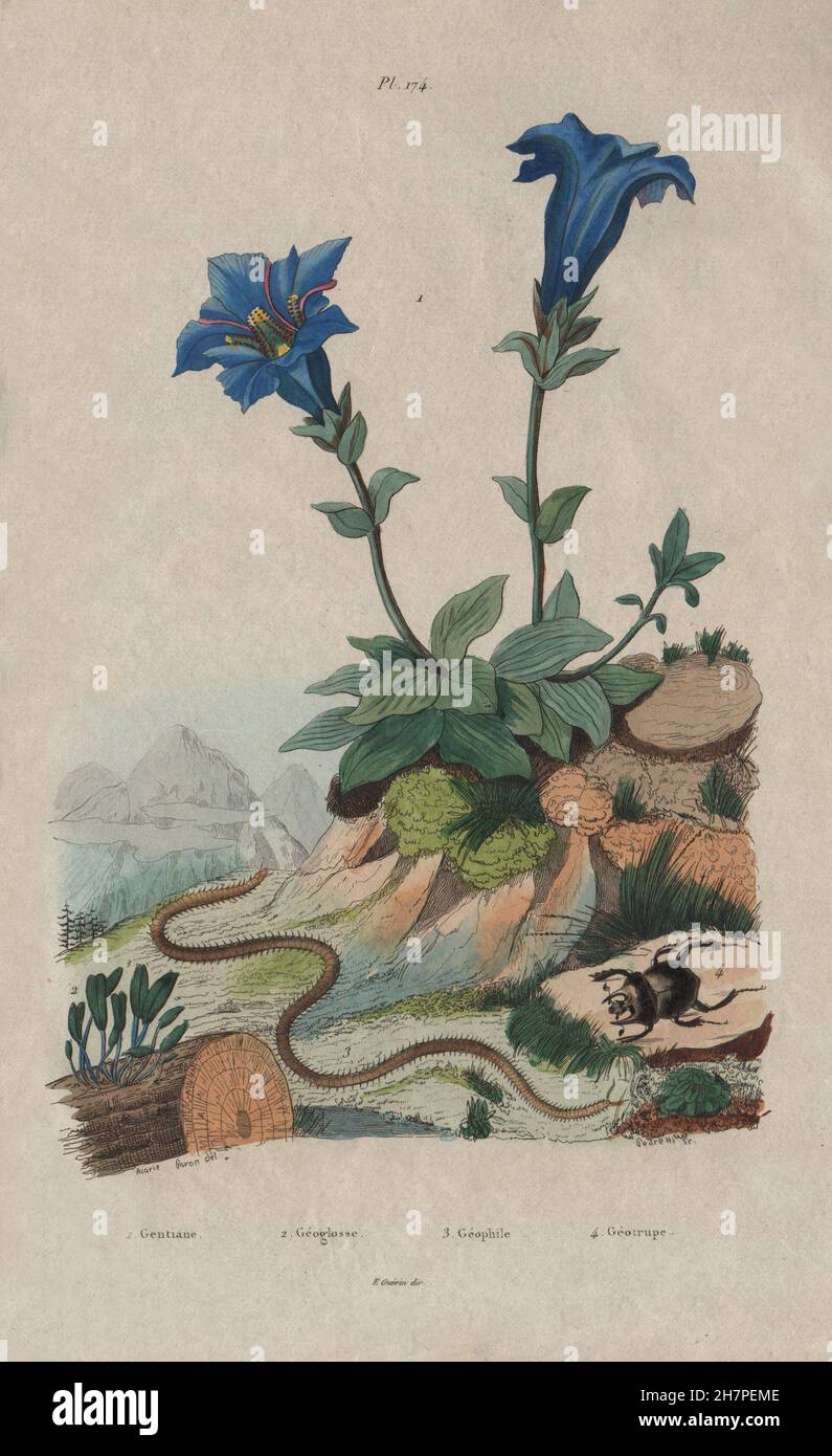 Gentianella. Geoglossum/earth tongues. Geophilus flavus/centipede.Geotrupes 1833 Stock Photo