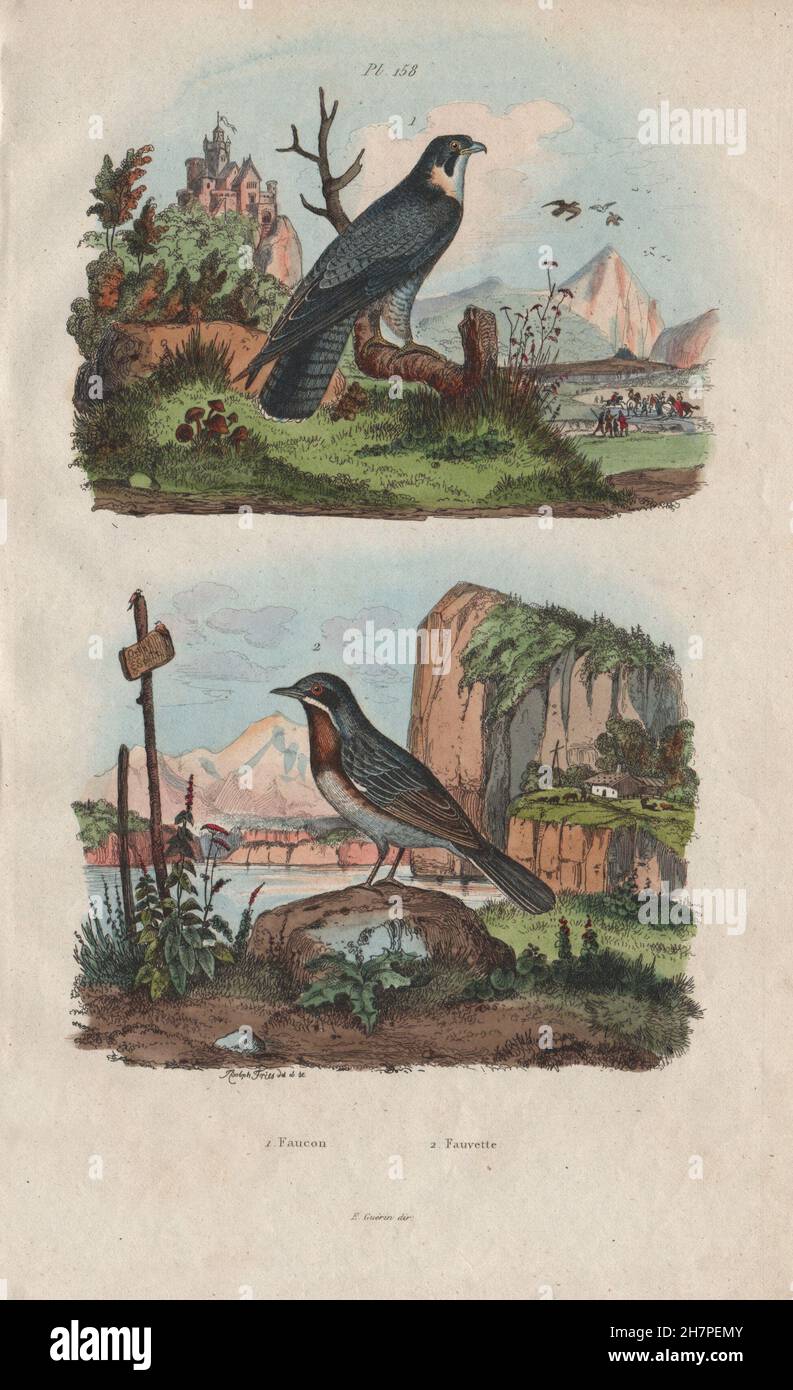 BIRDS: Faucon (Falcon). Fauvette (Warbler), antique print 1833 Stock Photo