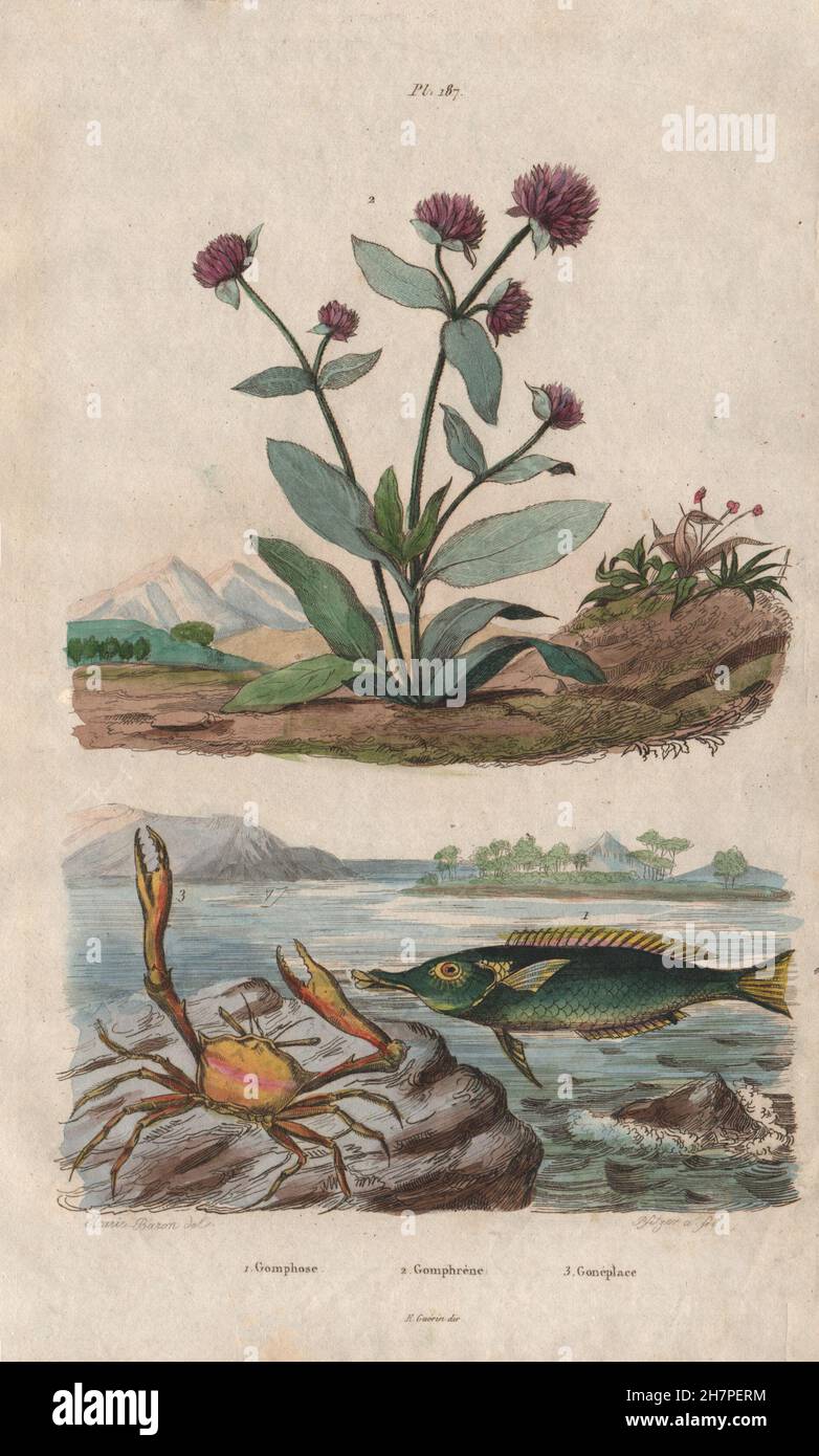 Green birdmouth wrasse. Globe Amaranth. Goneplax rhomboides (angular crab), 1833 Stock Photo