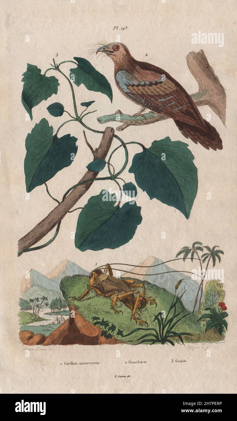 Gryllon monstrueux (Cricket). Guacharo (Oilbird). Guaco (Mikania), print 1833 Stock Photo