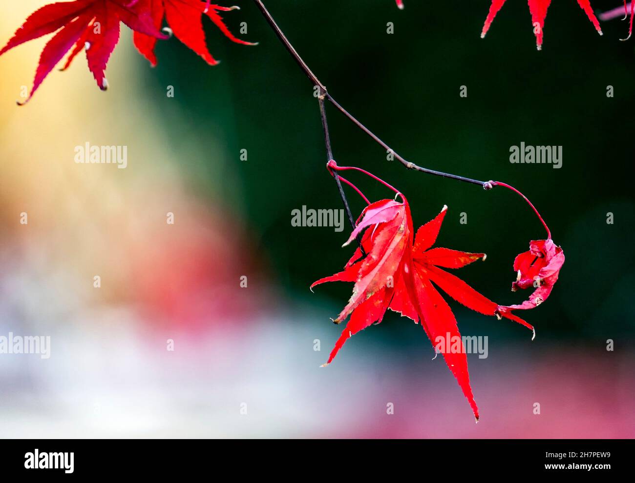 Autumn leaves and colours hi-res stock photography and images - Alamy