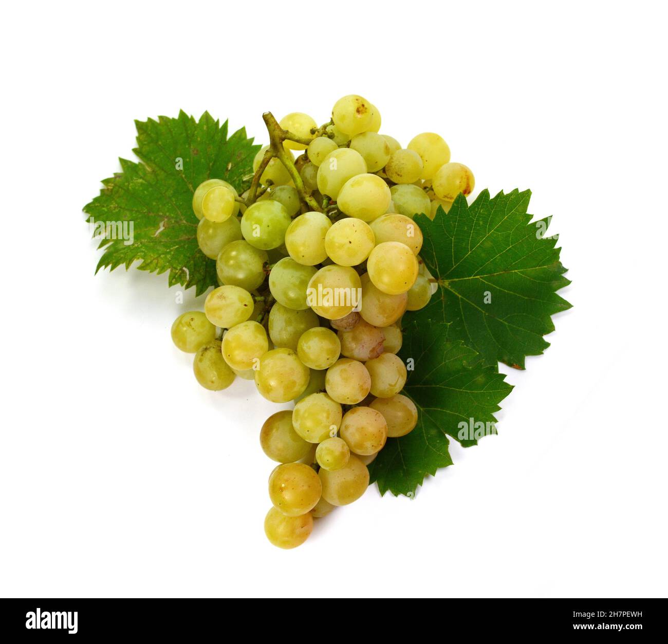 Grape with leaves isolated on white. With clipping path. Full depth of field. A bunch of fresh grapes isolated on white background. Stock Photo