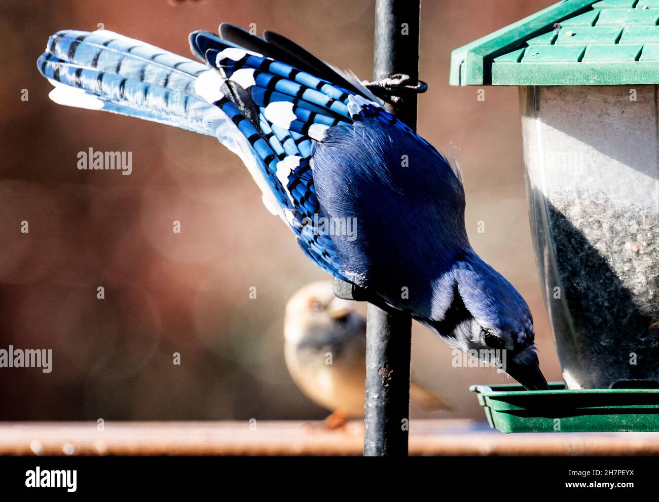 Dammann's Garden Company – Featured Bird: Blue Jay