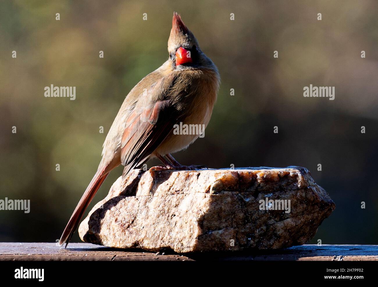 Female Northern Cardinal perched on a rock Stock Photo