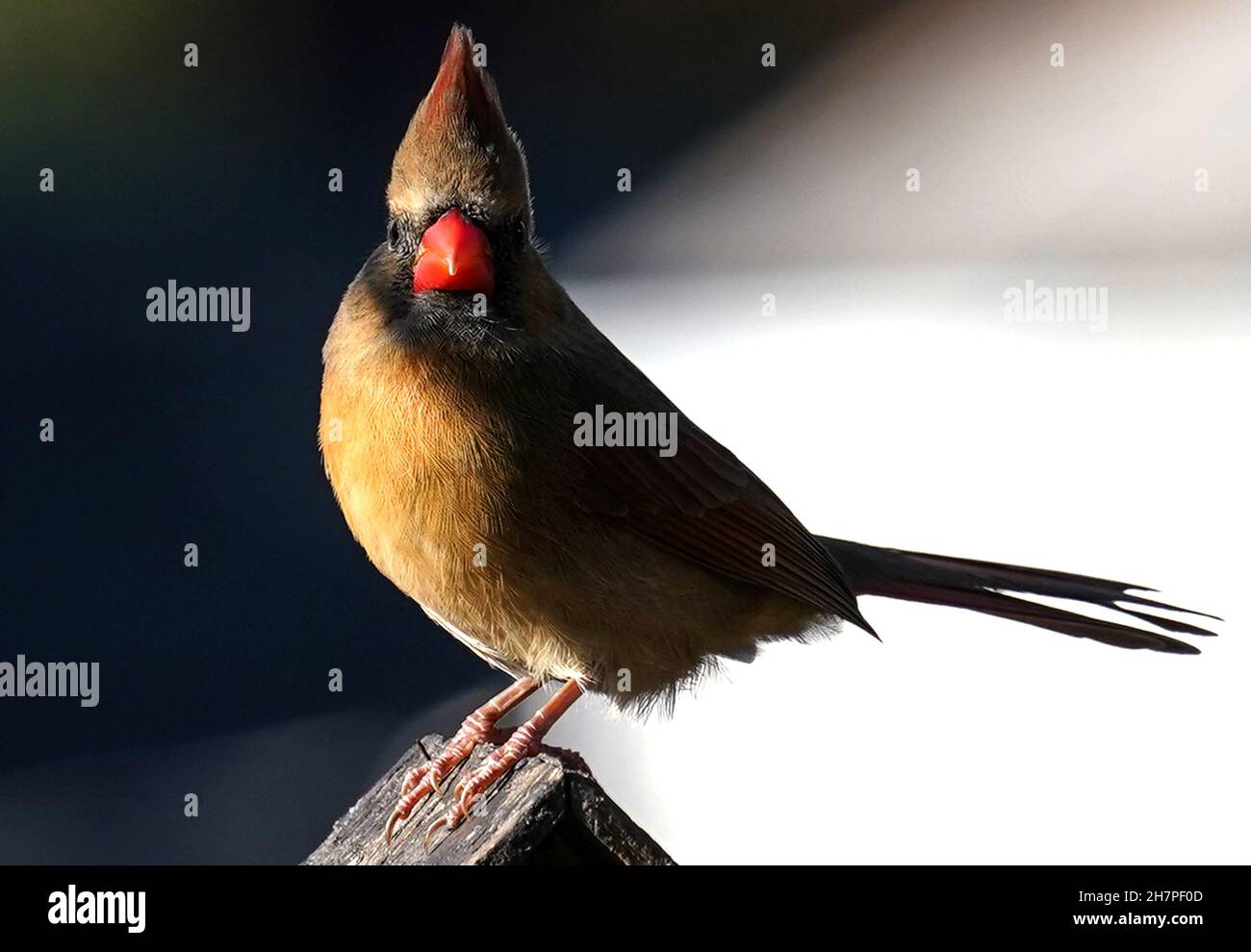 Female Northern Cardinal on the roof of a bird house Stock Photo