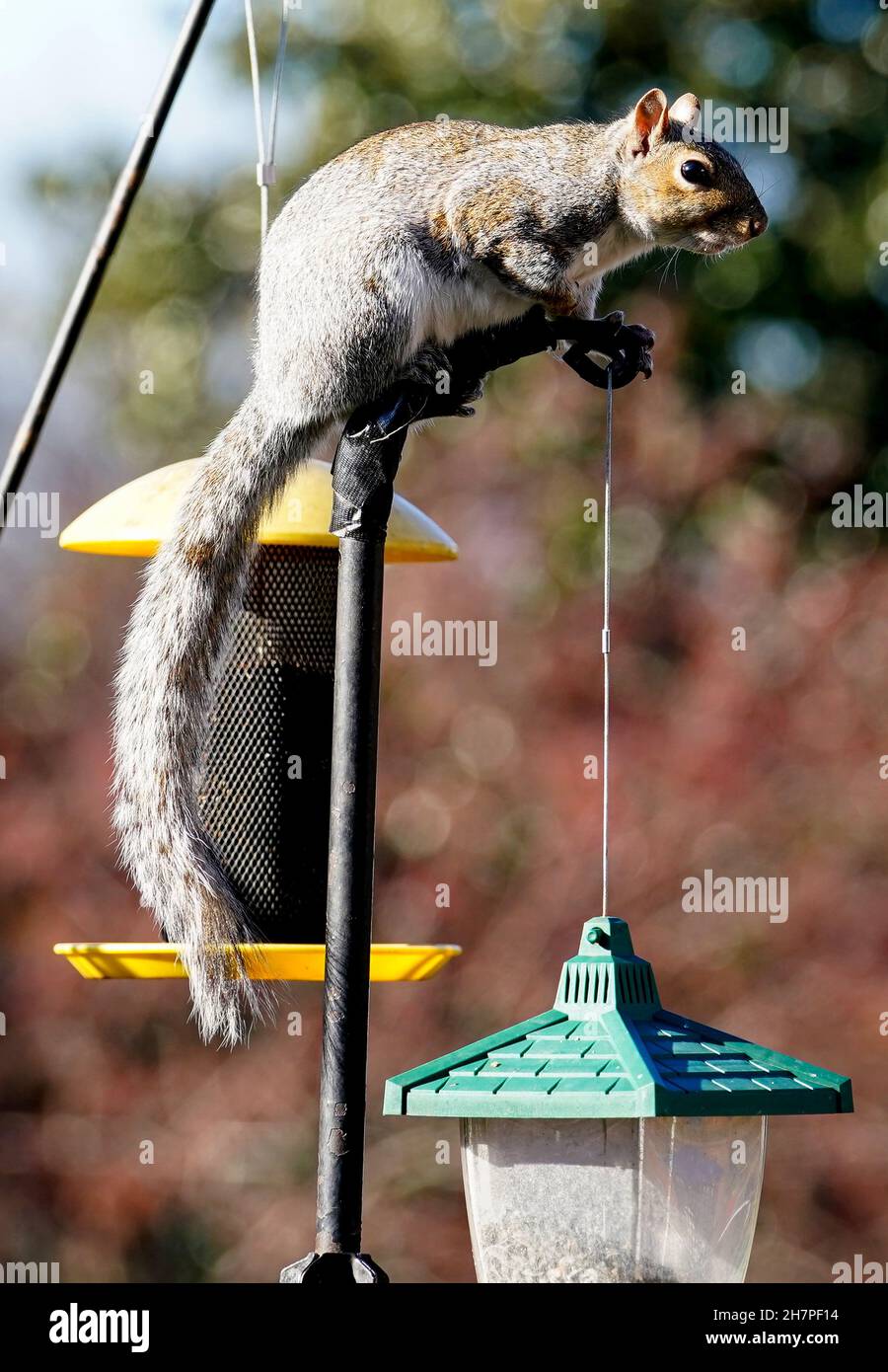 Above bird hi-res stock photography and images - Alamy