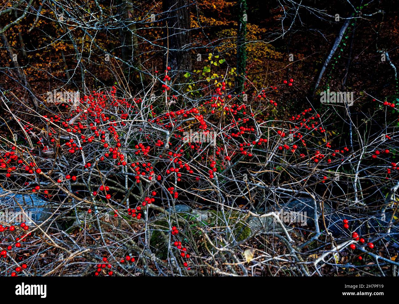Berries growing in the forest hi-res stock photography and images - Alamy