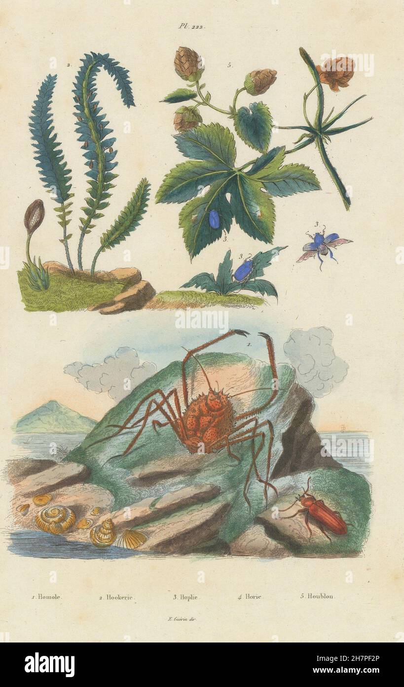Homola crab. Hookerie. Hoplia coerulea. Horia beetle. Houblon (Hop), 1833 Stock Photo