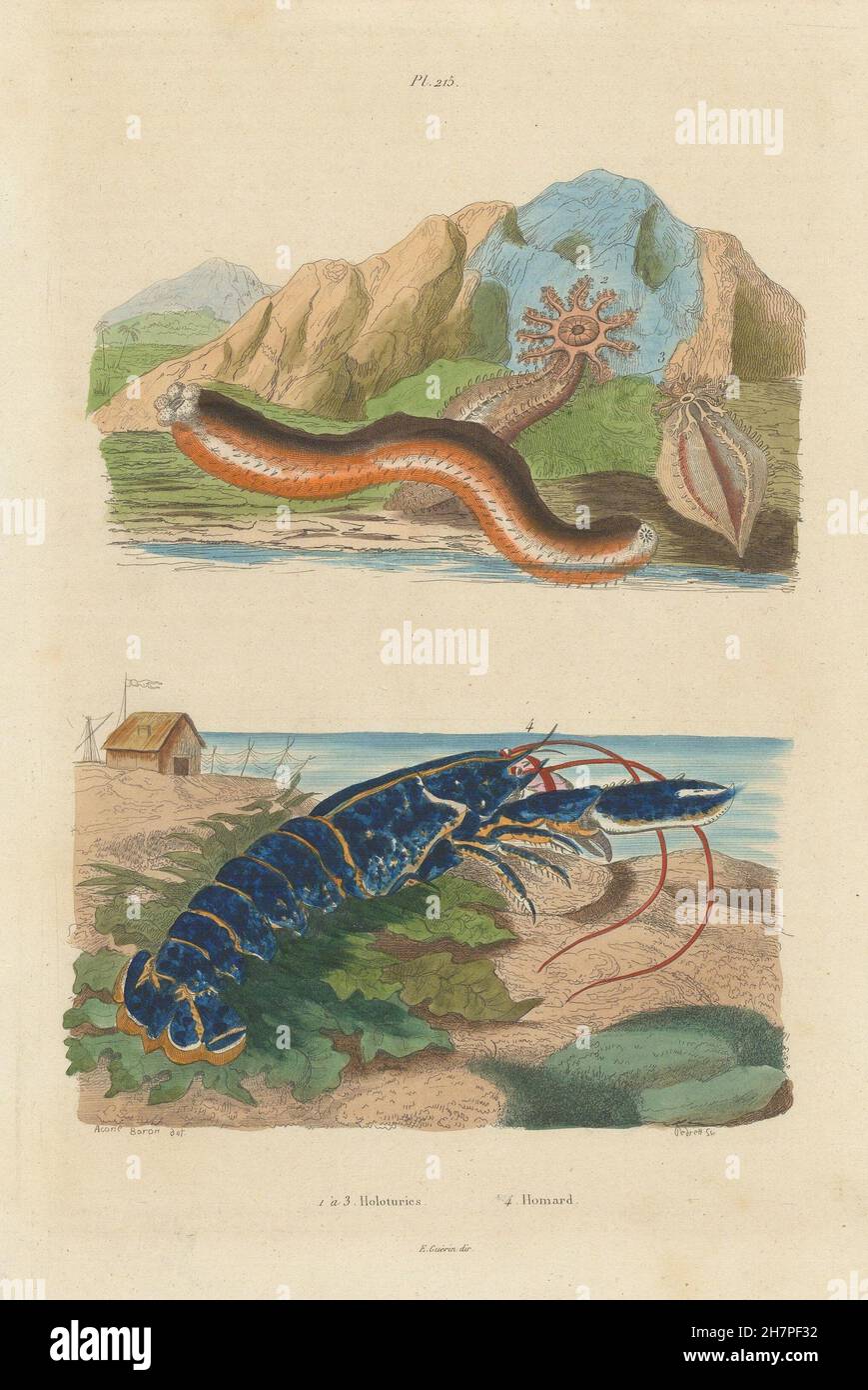 SEA CREATURES: Holoturies (holothurians). Homard (Lobster), antique print 1833 Stock Photo