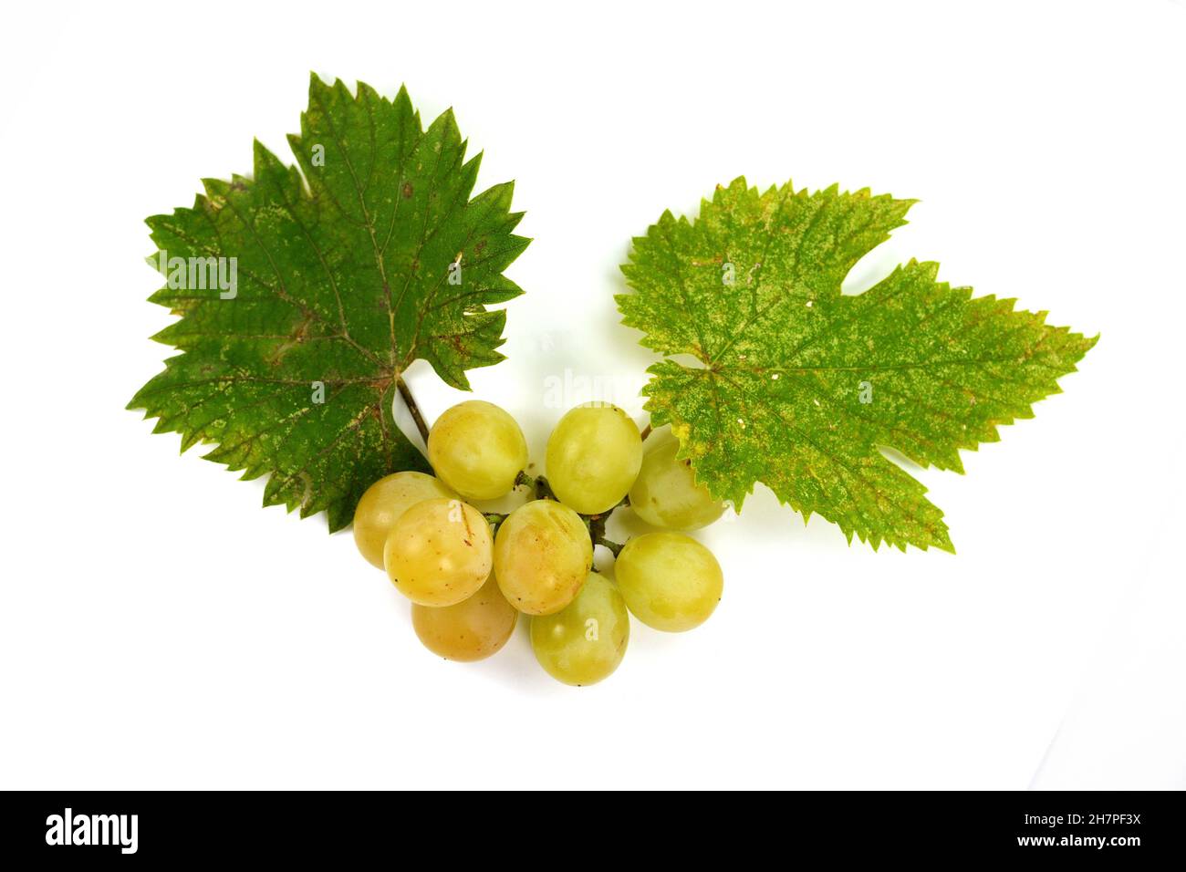 Grape with leaves isolated on white. With clipping path. Full depth of field. A bunch of fresh grapes isolated on white background. Stock Photo