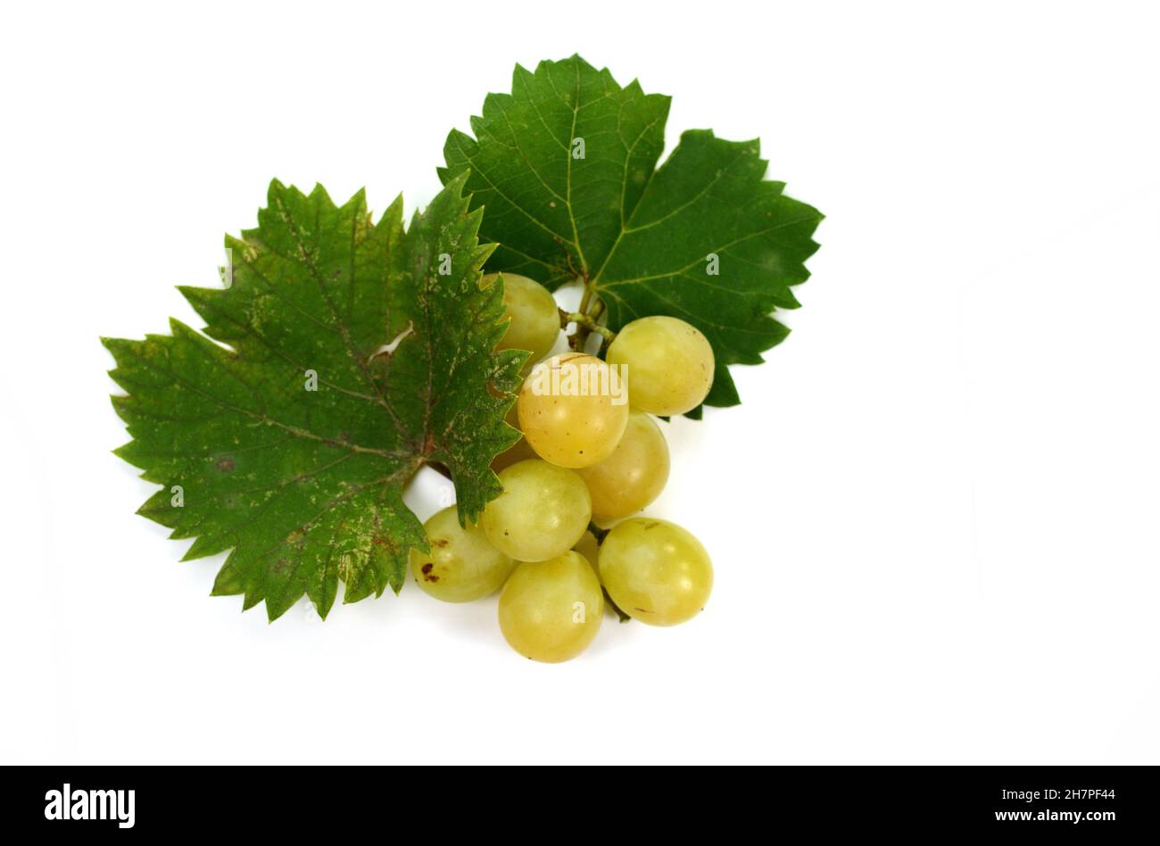 Grape with leaves isolated on white. With clipping path. Full depth of field. A bunch of fresh grapes isolated on white background. Stock Photo