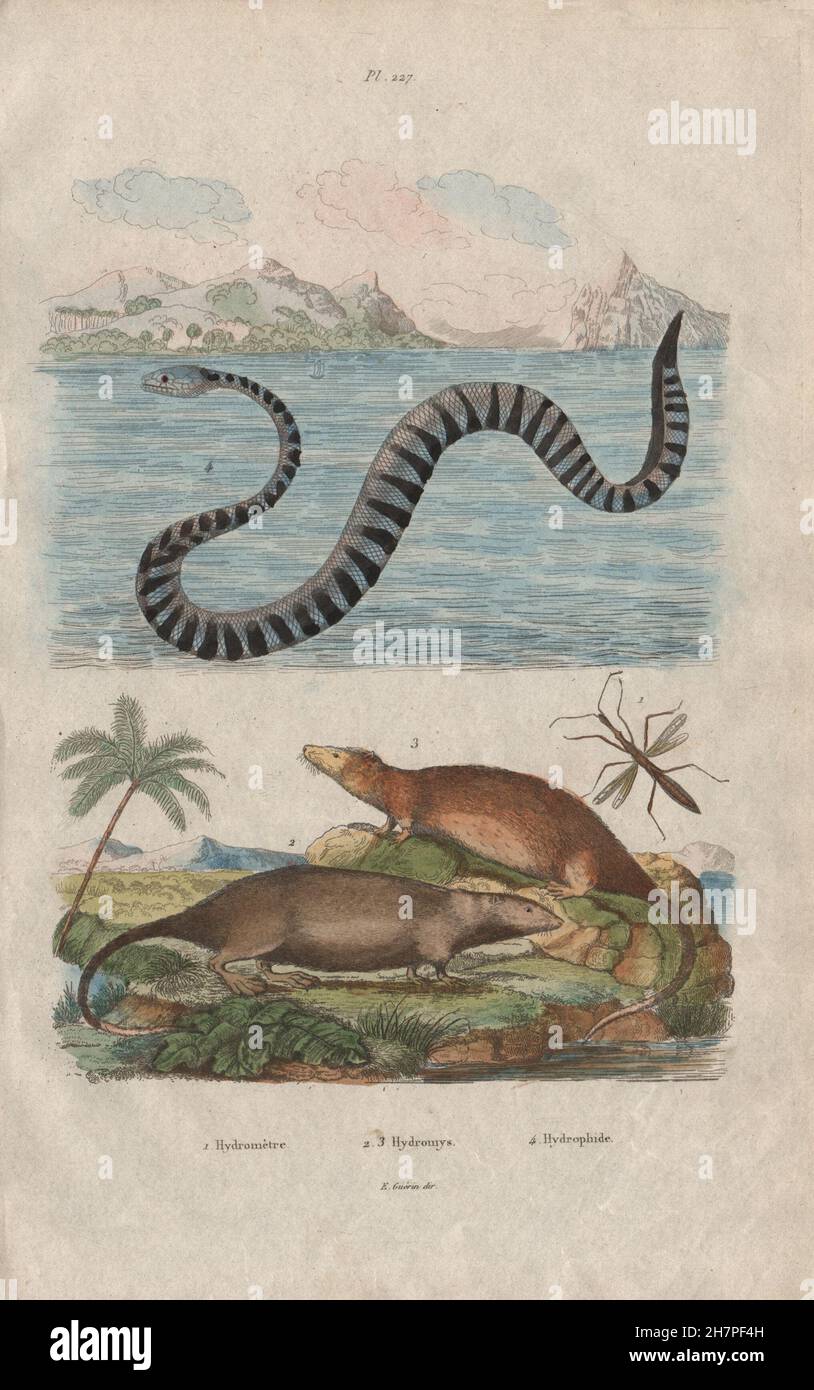 Hydrometridae (marsh treader) Hydromys (Water Rat) Hydrophiinae (sea snake) 1833 Stock Photo