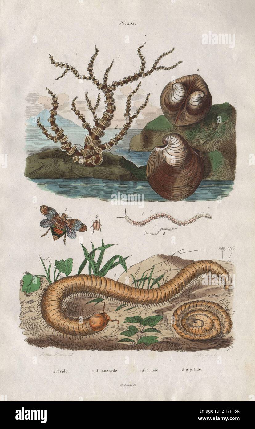 Iside. Isocarde (Glossus humanus - Oxheart Clam). Isie. Julida millipede, 1833 Stock Photo