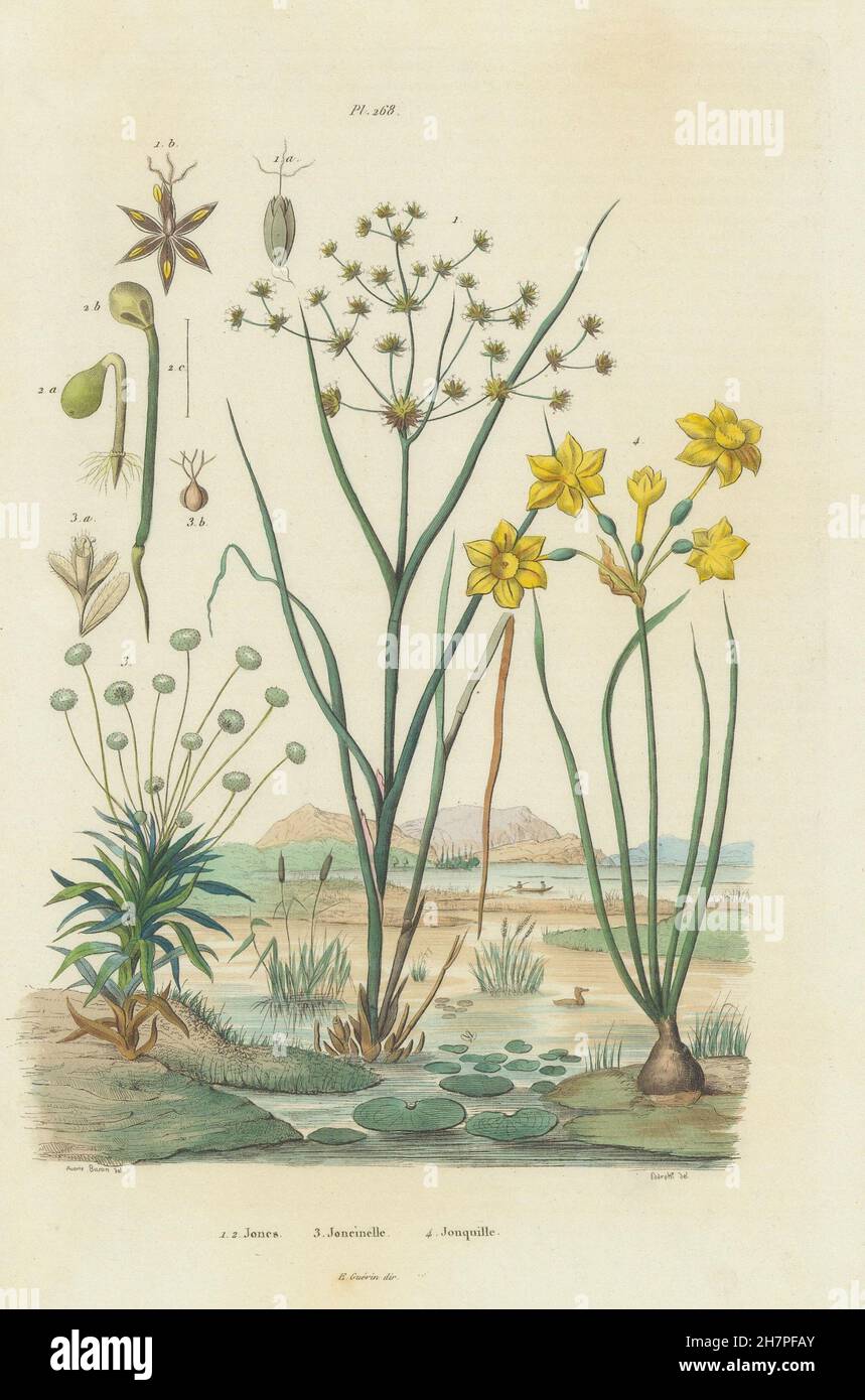 Juncus (rushes). Eriocaulon (pipewort). Joncinelle. Jonquille (Daffodil), 1833 Stock Photo