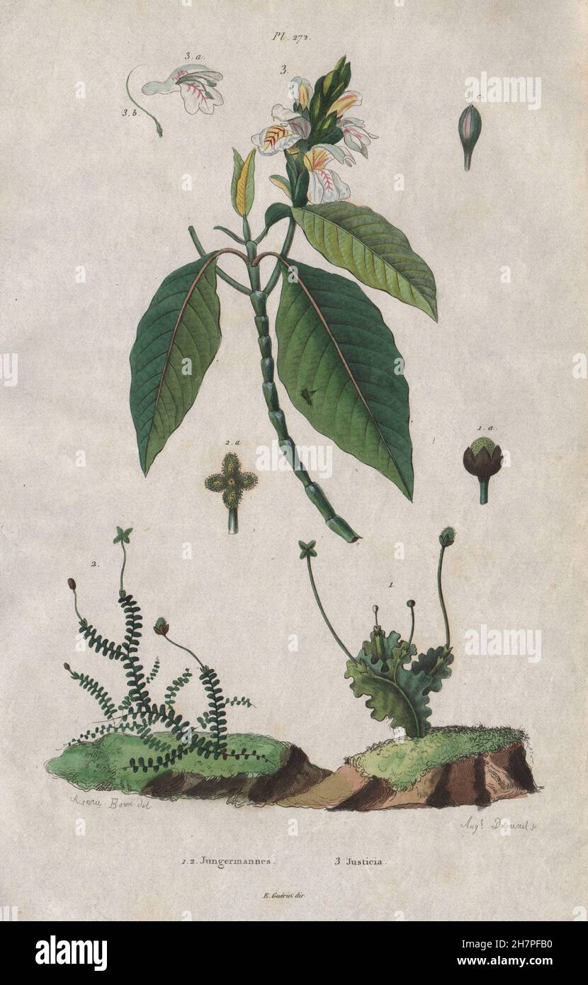 PLANTS: Jungermanniales (Liverworts). Justicia, antique print 1833 Stock Photo