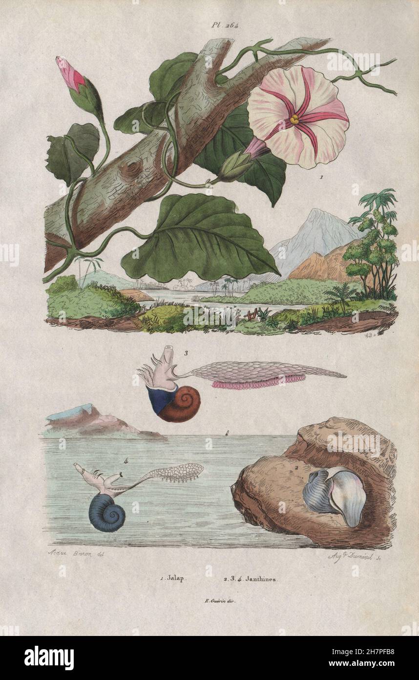 Jalap (Ipomoea purga). Janthina (Common Purple Snail), antique print 1833 Stock Photo