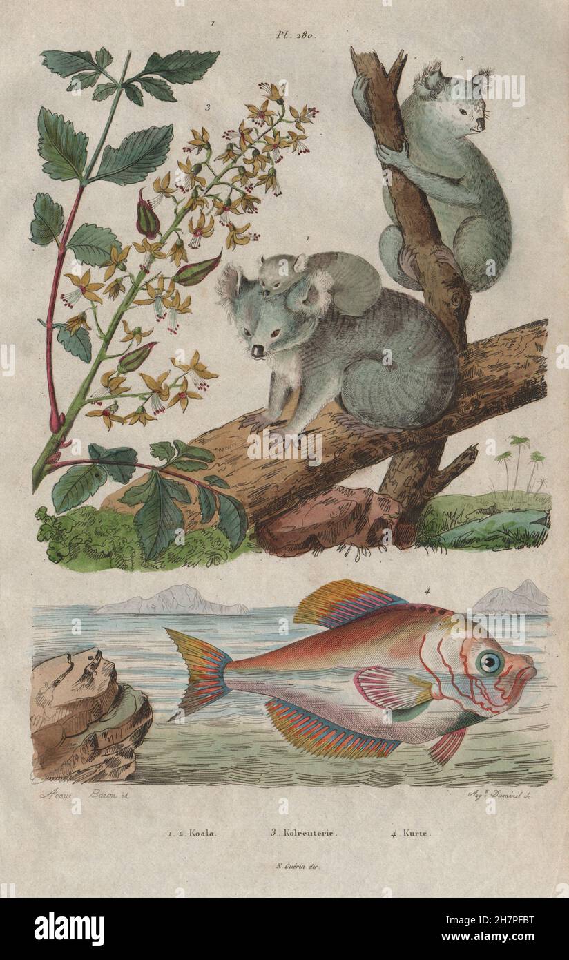 Koala (Koala) bear. Kolreuterie (Koelreuteria). Kurte fish, antique print 1833 Stock Photo
