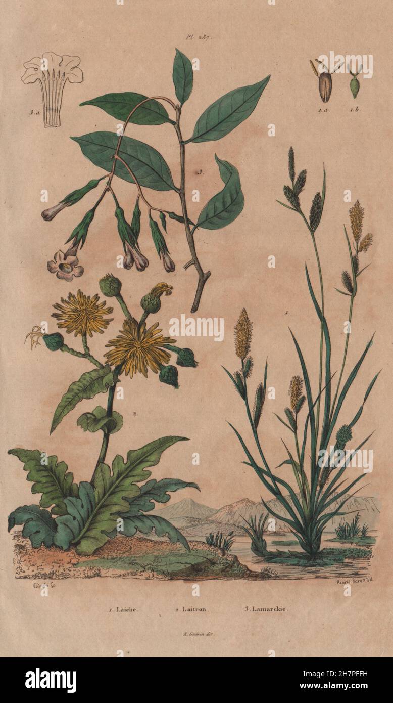 PLANTS: Laiche (Carex). Laitron (Sonchus). Lamarckia, antique print 1833 Stock Photo