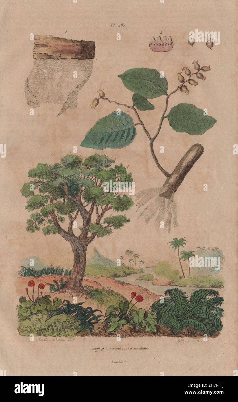 HOHERIA: Lagetto (Lace Bark Tree). Boisdentelle. Ribbonwood tree, print 1833 Stock Photo