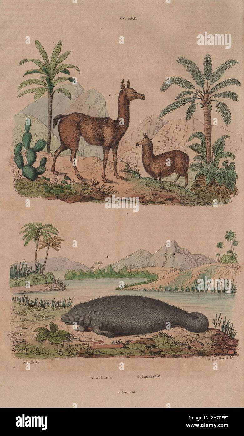 Lamantin High Resolution Stock Photography And Images Alamy