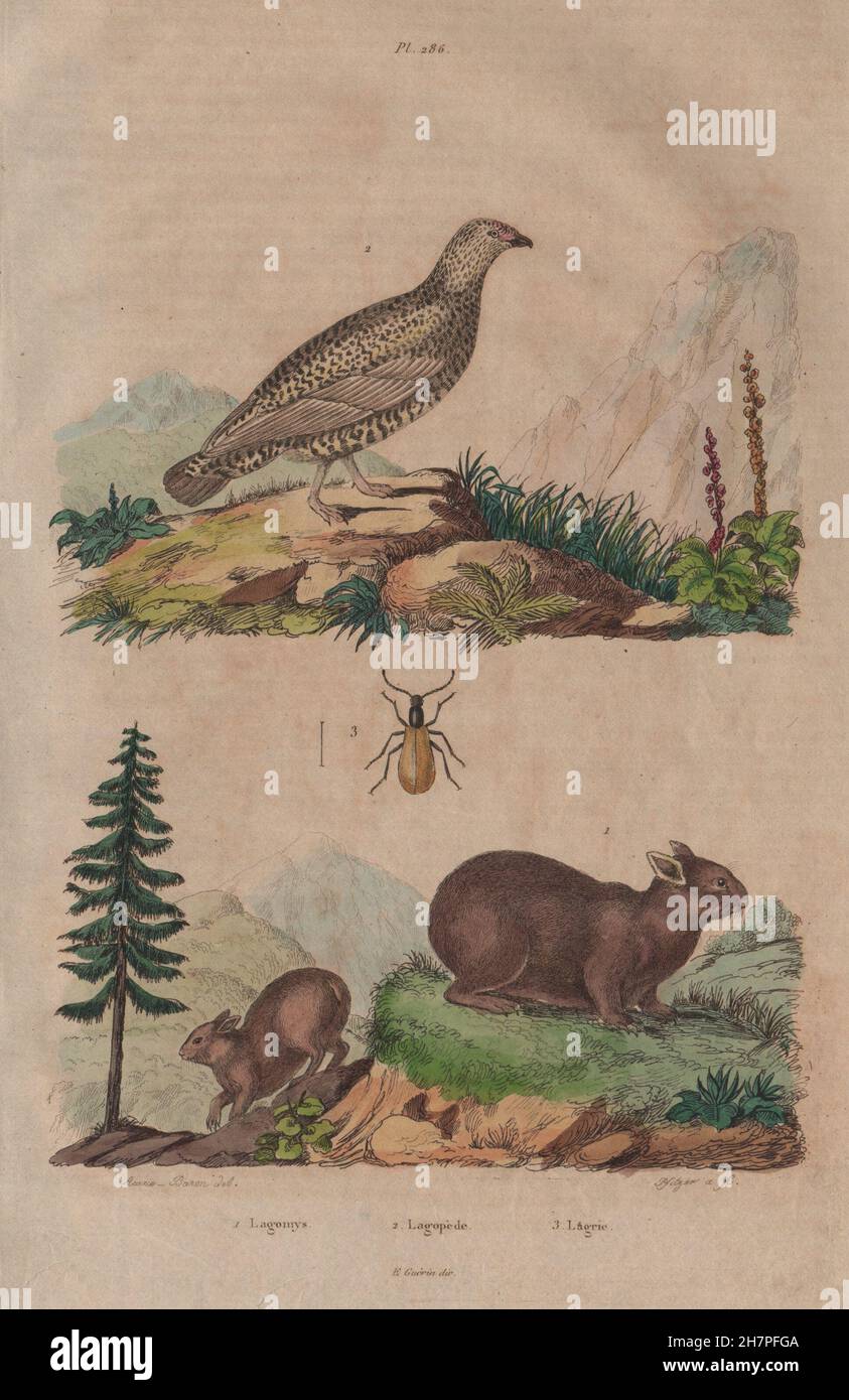 Lagomys (Pika). Lagopède (Ptarmigan). Lagria hirta, antique print 1833 Stock Photo
