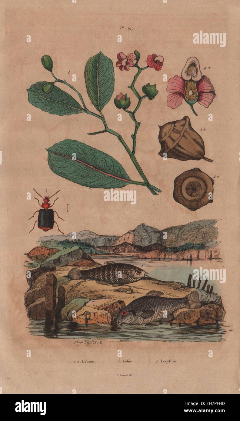 Lebias fish. Lebia Grandis (Ground Beetle). Lecythis plant, antique print 1833 Stock Photo