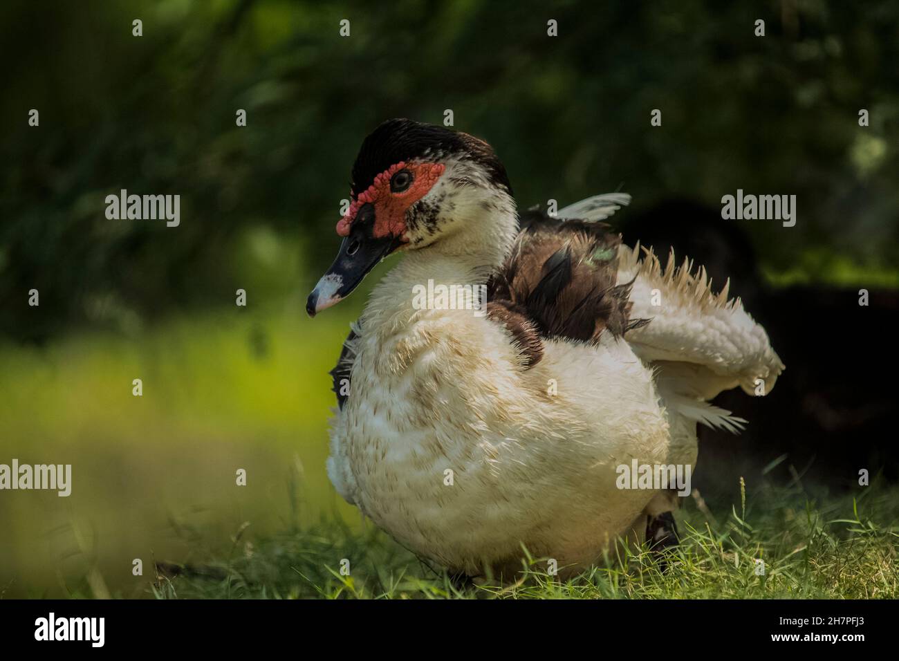 The Beautiful Indian domestic duck is drying its body in the sun, this duck is a group of Indian runner ducks . Stock Photo