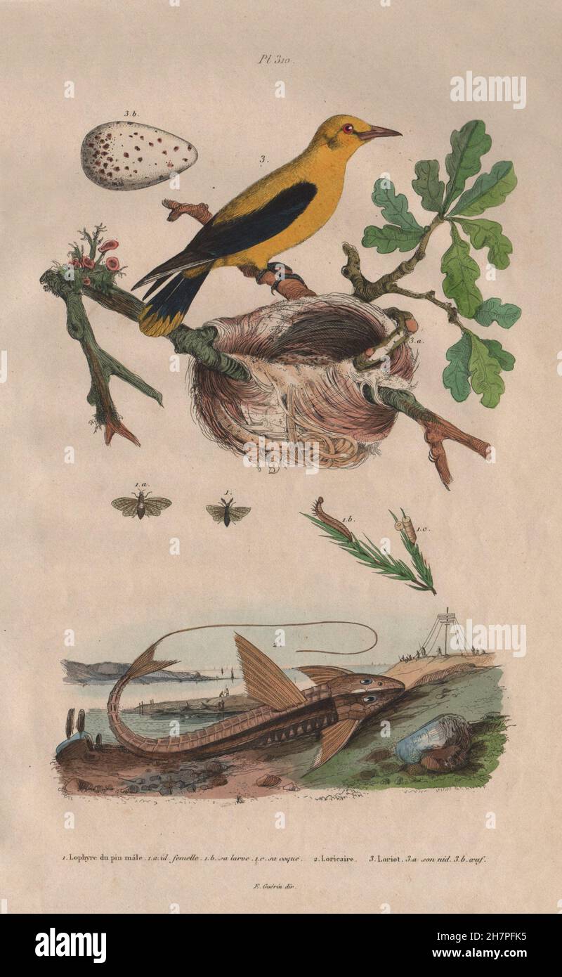 Pine saw-fly. Loricaria Catfish. Eurasian Golden Oriole. Nest. egg, print 1833 Stock Photo