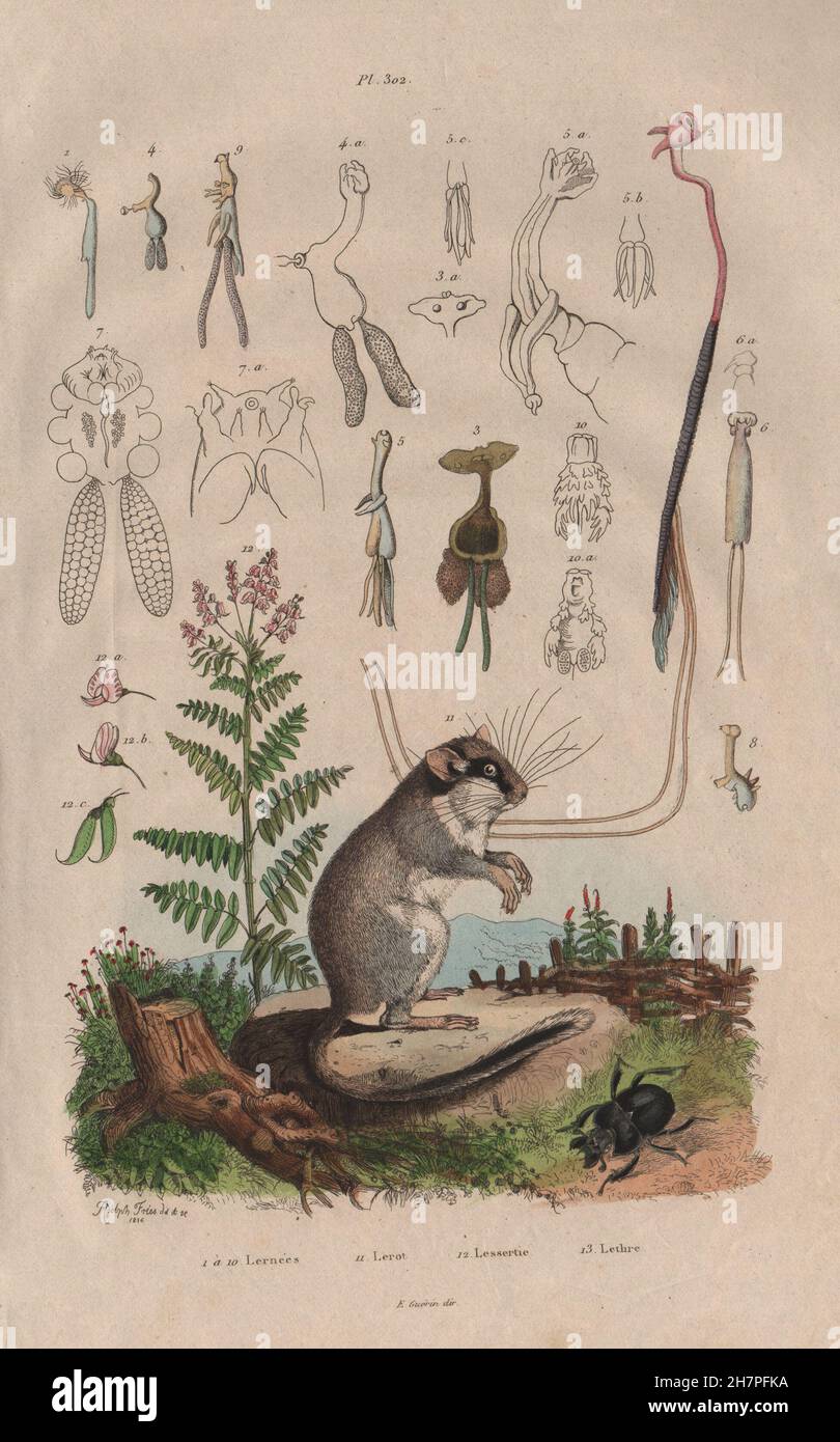 Lernées. Lerot (Garden Dormouse). Lessertia. Lethre, antique print 1833 Stock Photo