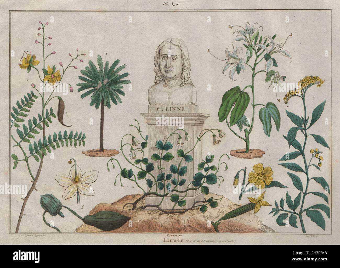 CARL LINNAEUS: Linnée. Botany Zoology Science, antique print 1833 Stock Photo