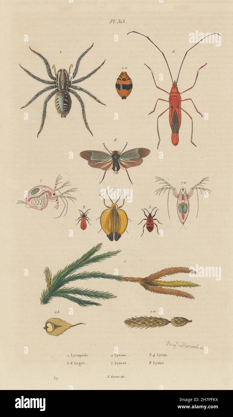 Ground pine.Wolf spider.Lycus beetle.Lygaeidae.Lynceus.Lystra/planthopper, 1833 Stock Photo