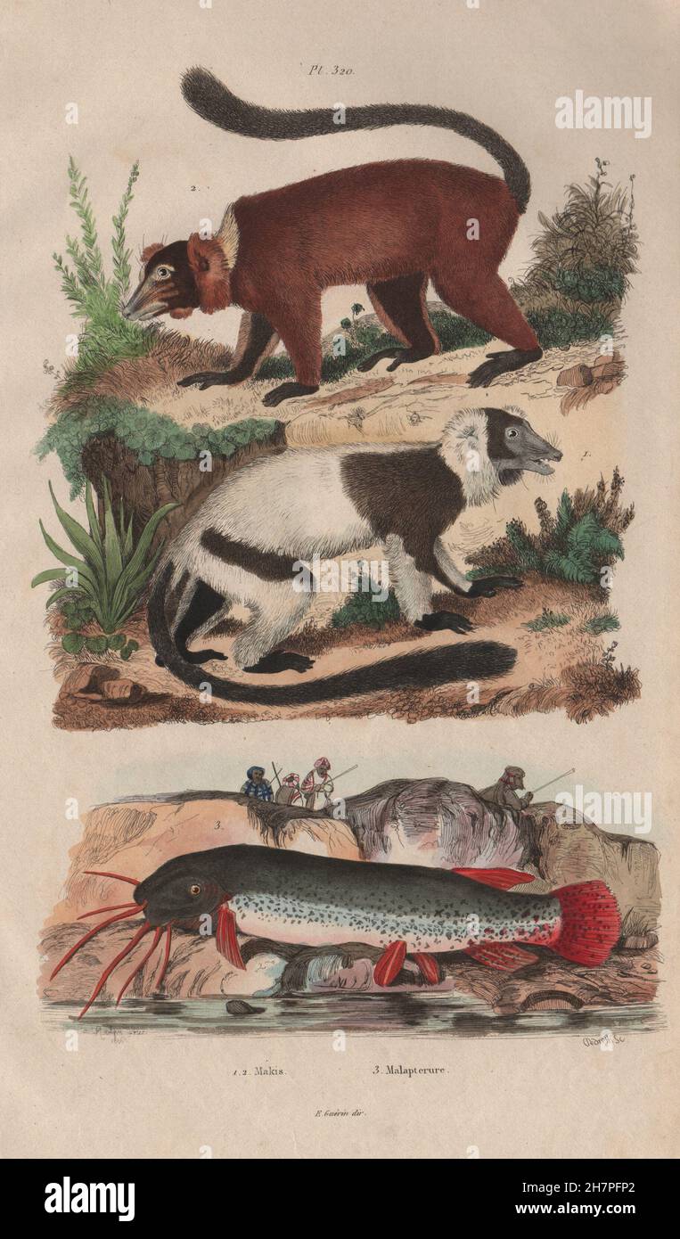 ANIMALS: Maki (Lemur). Malapterurus electricus (Electric Catfish ...