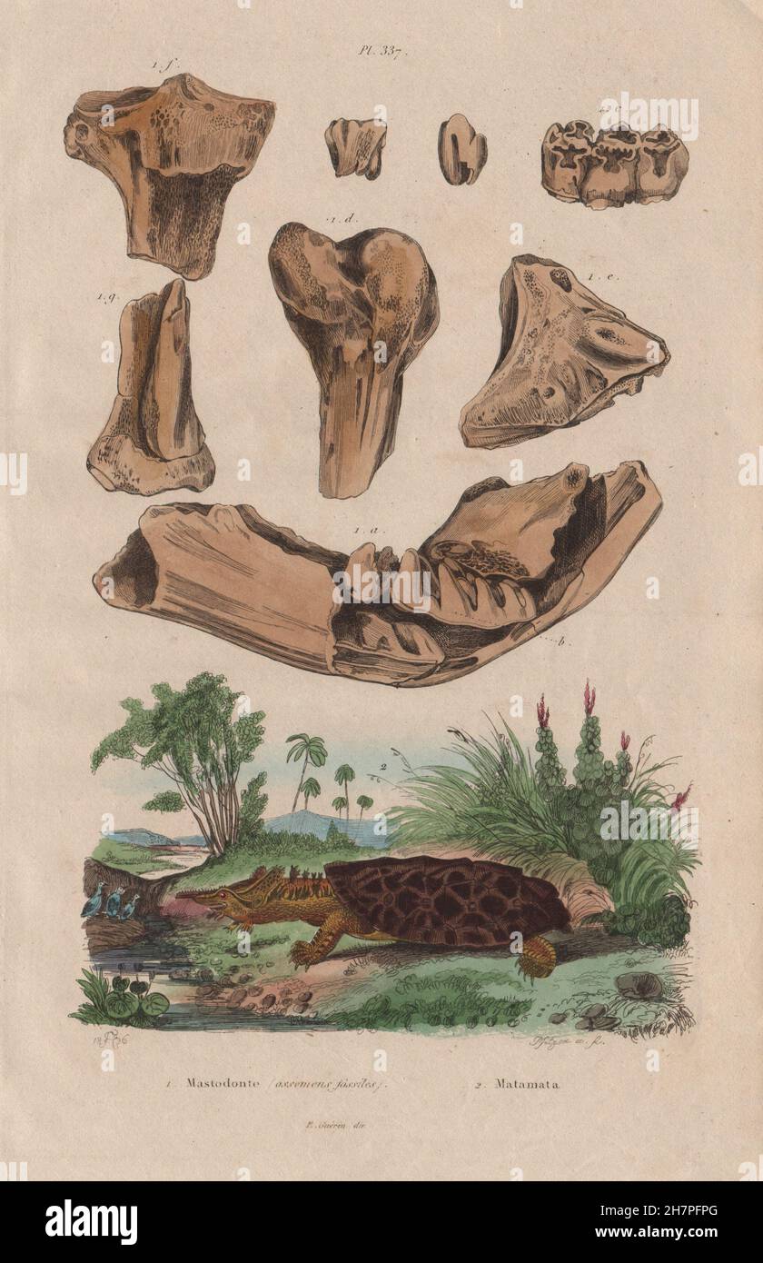ANIMALS: Mastodon bones (fossils). Matamata turtle, antique print 1833 Stock Photo