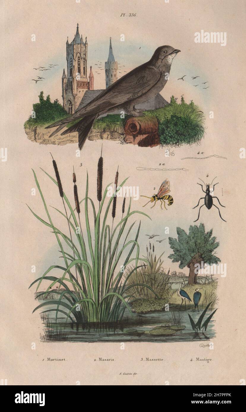 Martinet (Swift). Masaris vespiformis wasp. Massette (bulrush). Mastige, 1833 Stock Photo
