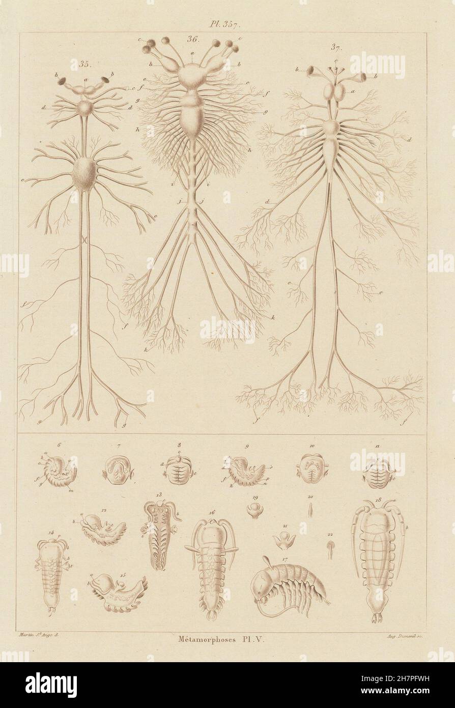 INSECTS: Métamorphoses. Metamorphosis Pl. V, antique print 1833 Stock Photo