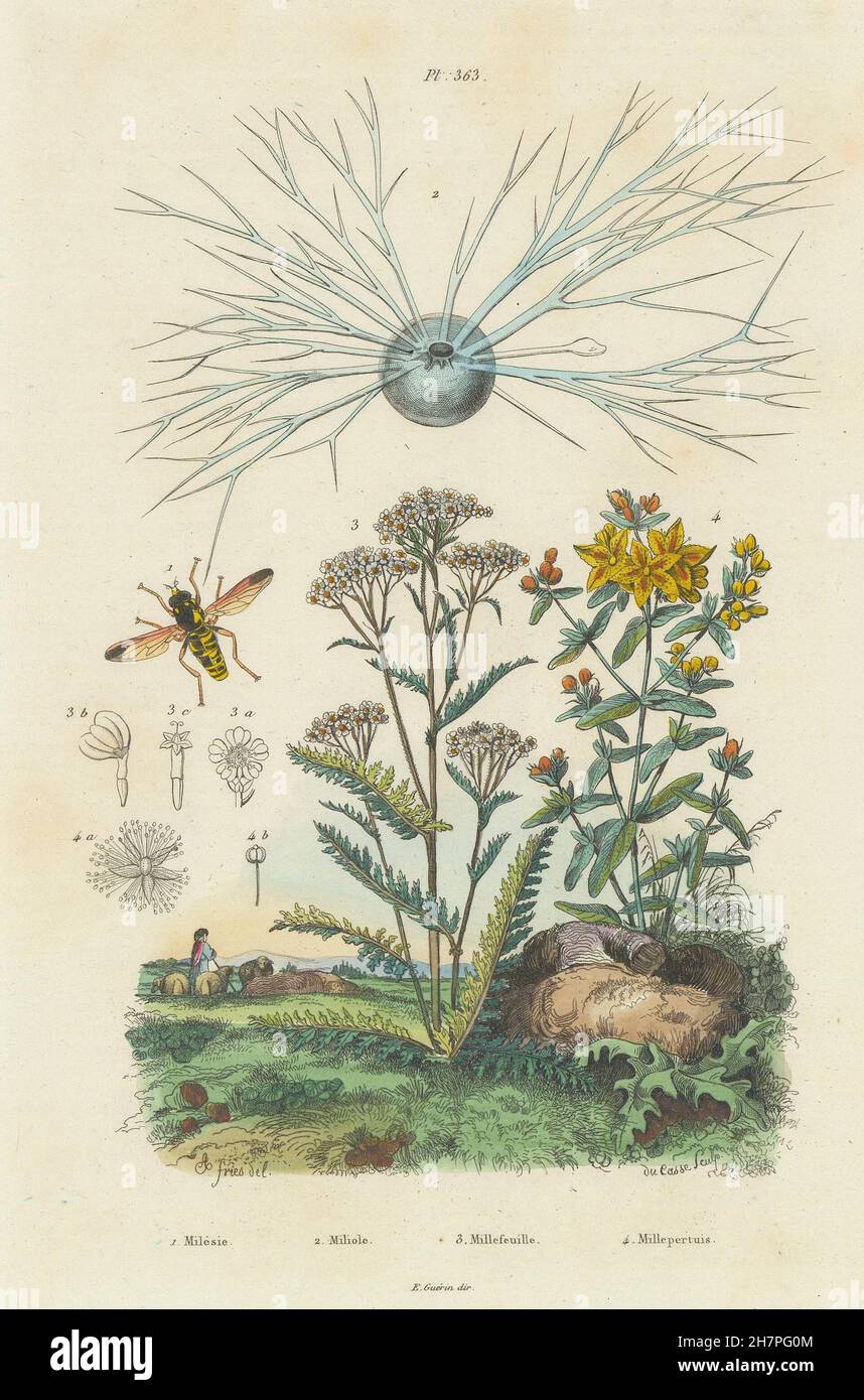 Flower Fly. Miliolida. Yarrow. Hypericum perforatum (St John's wort), 1833 Stock Photo