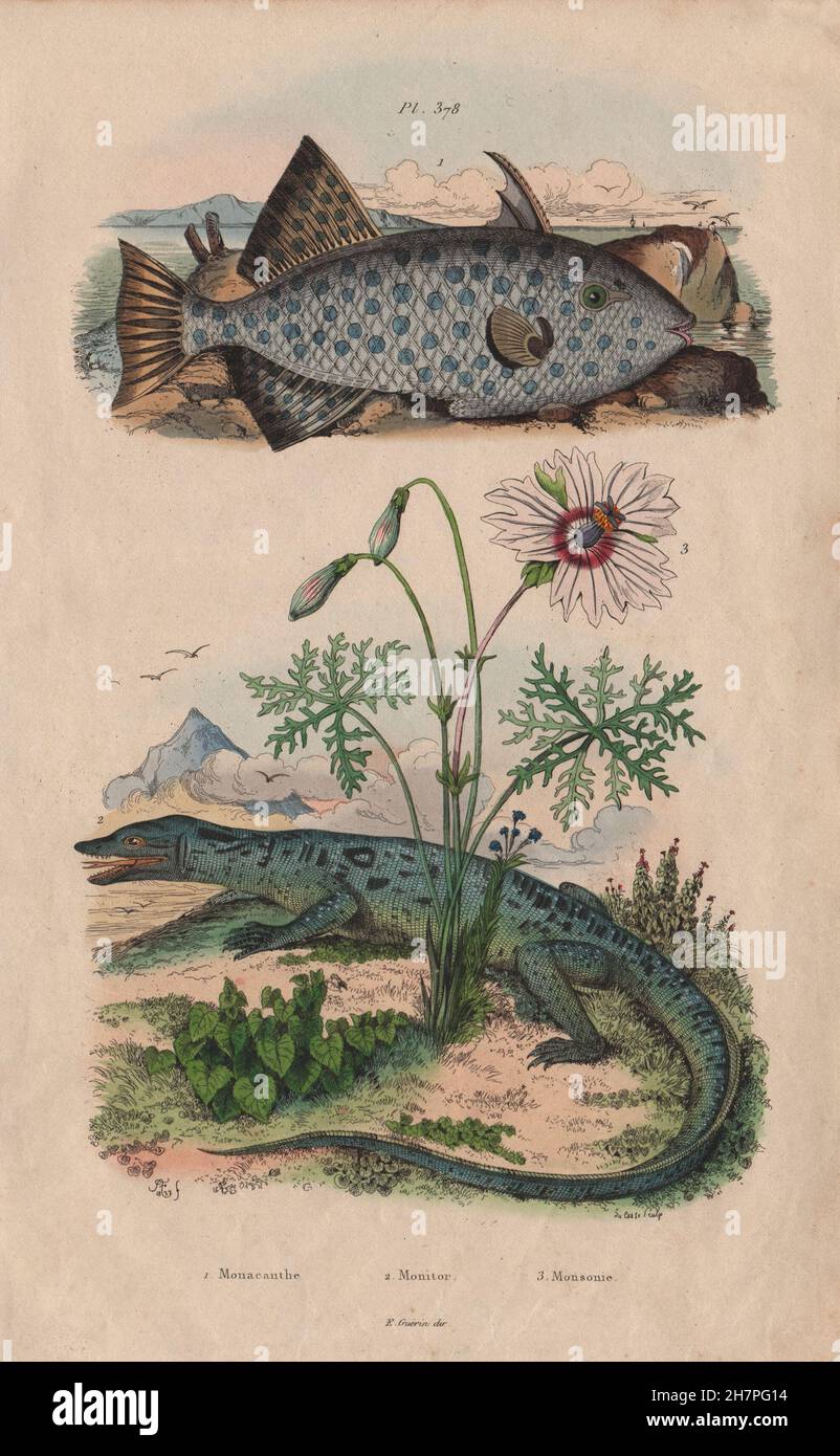 Monacanthidae (filefish). Monitor Lizard. Monsonia speciosa, old print 1833 Stock Photo
